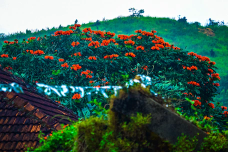 Lush terracotta-toned landscape with a blooming flower subtly integrated into travel-themed elements.