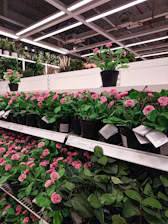 A vibrant warehouse filled with rows of healthy potted plants ready for shipment.