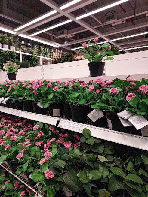 Multiple rows of small potted plants with vibrant pink flowers and lush green leaves are neatly arranged on white shelving units. The background reveals additional rows of plants and an industrial ceiling with lighting fixtures.
