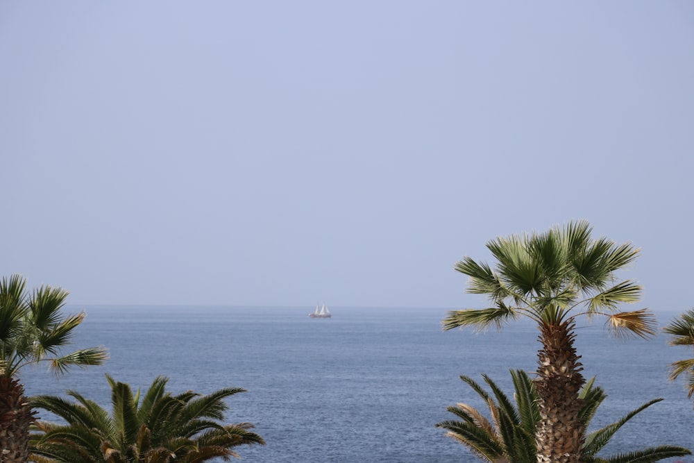 palm trees and a sailboat in the distance