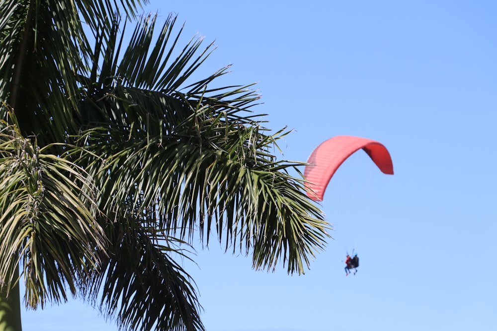 a paraglider is flying over a palm tree