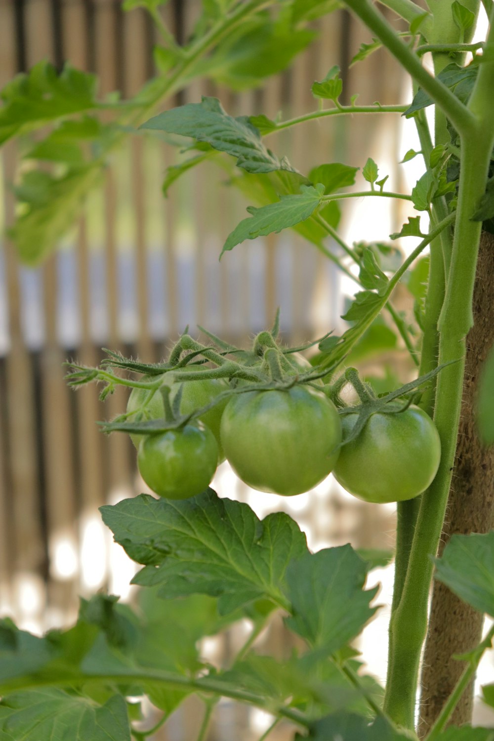 green tomatoes growing on a plant in a garden
