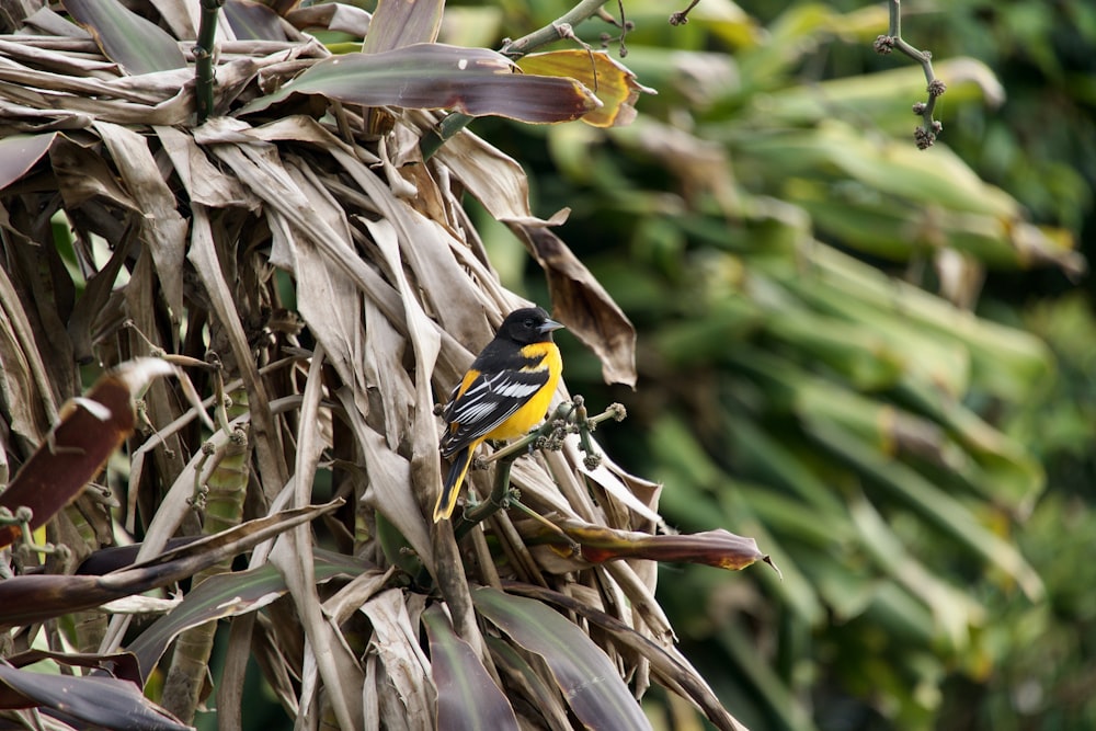 Ein gelber und schwarzer Vogel sitzt auf einem Ast