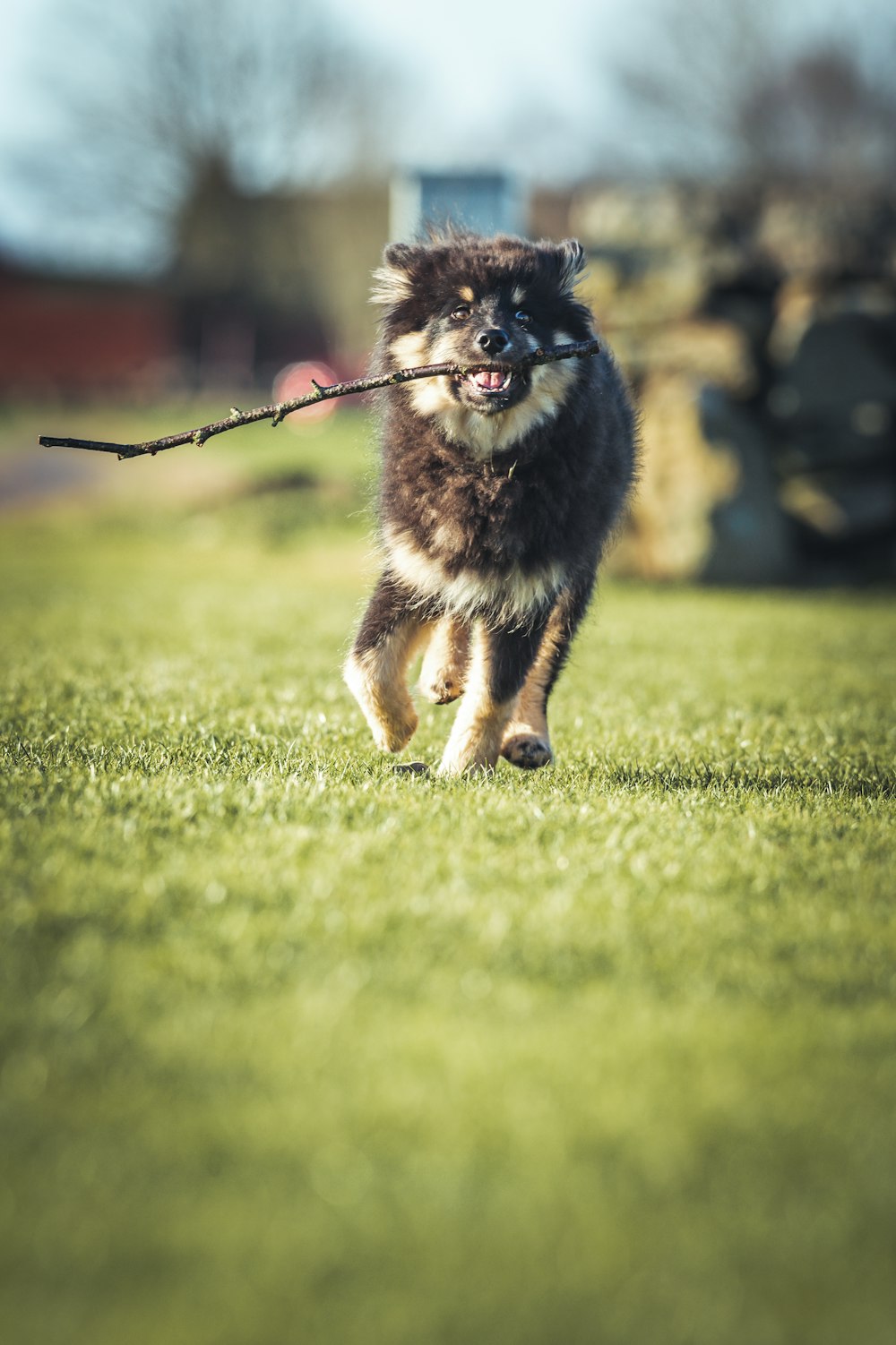 a dog running with a stick in its mouth