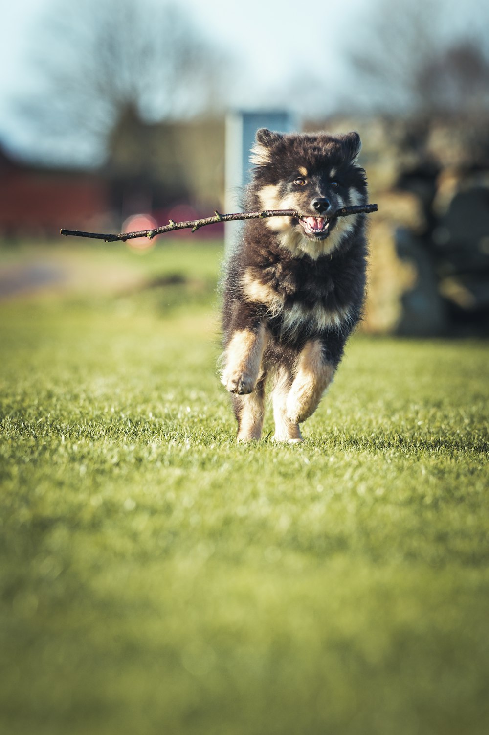 Ein Hund rennt mit einem Stock im Maul