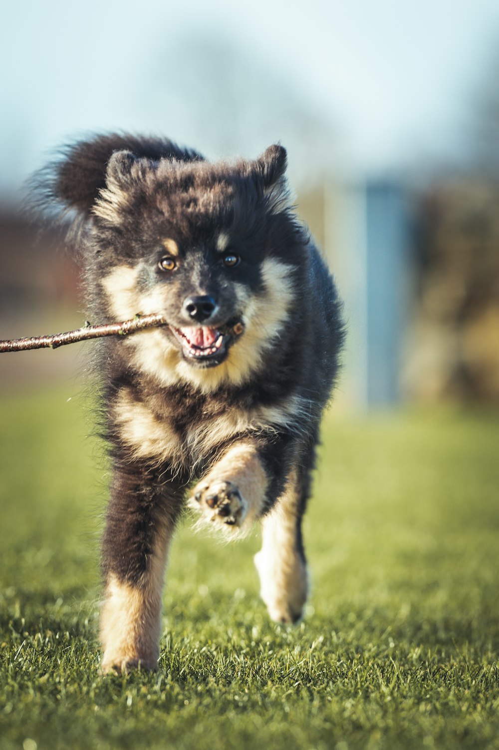 a dog running with a stick in its mouth