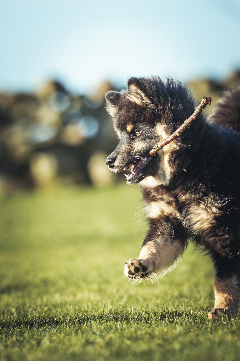 a small black and brown dog running across a lush green field