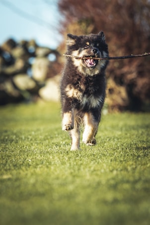 A fluffy dog joyfully runs across a grassy field with a stick in its mouth. The scene is vibrant, with the background slightly blurred, showing what appears to be stone walls and trees.