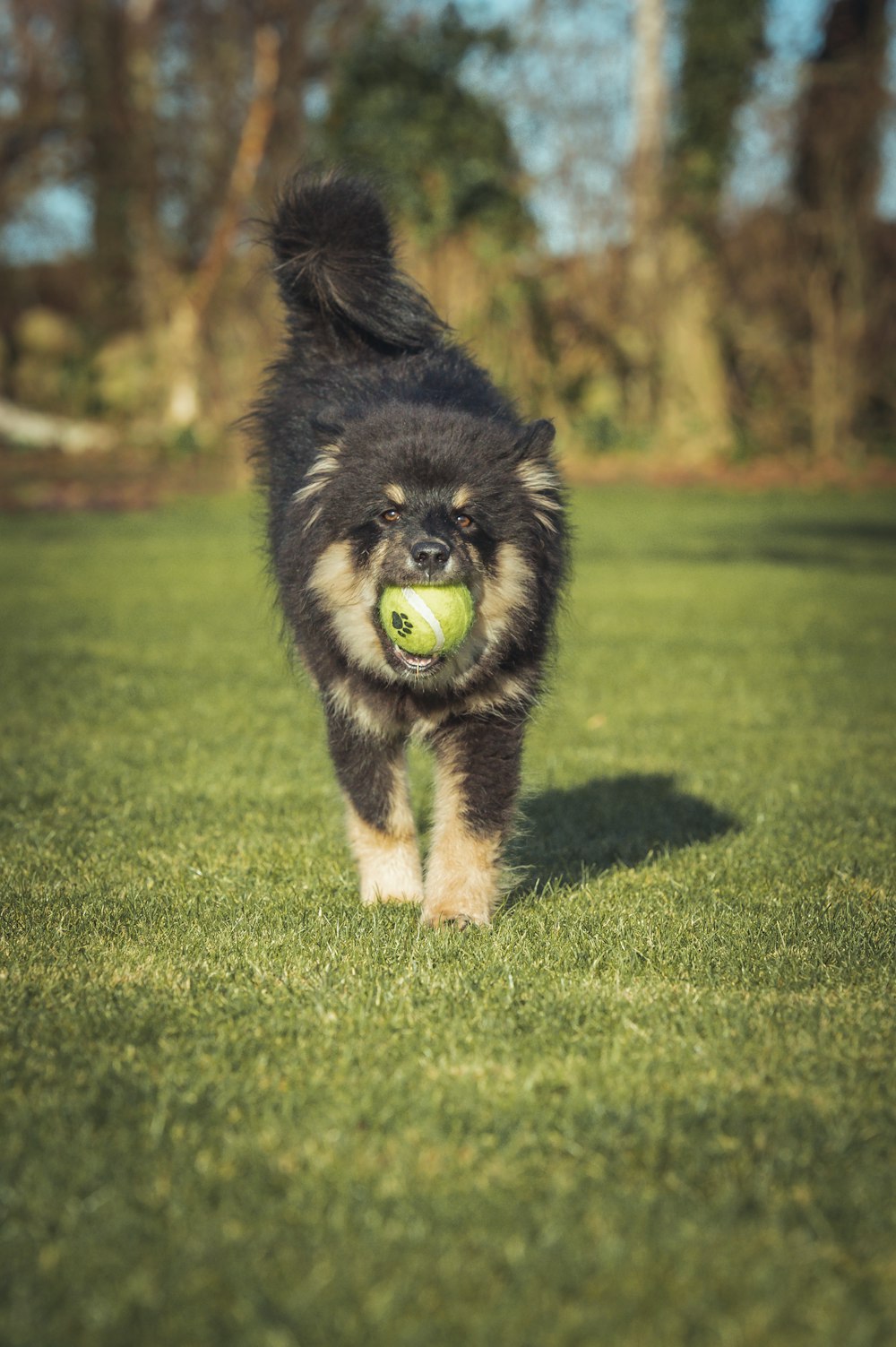 a dog running with a tennis ball in its mouth
