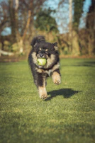 A playful pup chasing after a bright red ball on a green field at a local Whitchurch park.