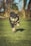 A playful dog with a fluffy black and tan coat is captured mid-air while running on a grassy field, holding a green tennis ball in its mouth. The background features blurred trees and bushes, suggesting a lively outdoor setting.
