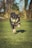 A playful dog with a fluffy black and tan coat is captured mid-air while running on a grassy field, holding a green tennis ball in its mouth. The background features blurred trees and bushes, suggesting a lively outdoor setting.