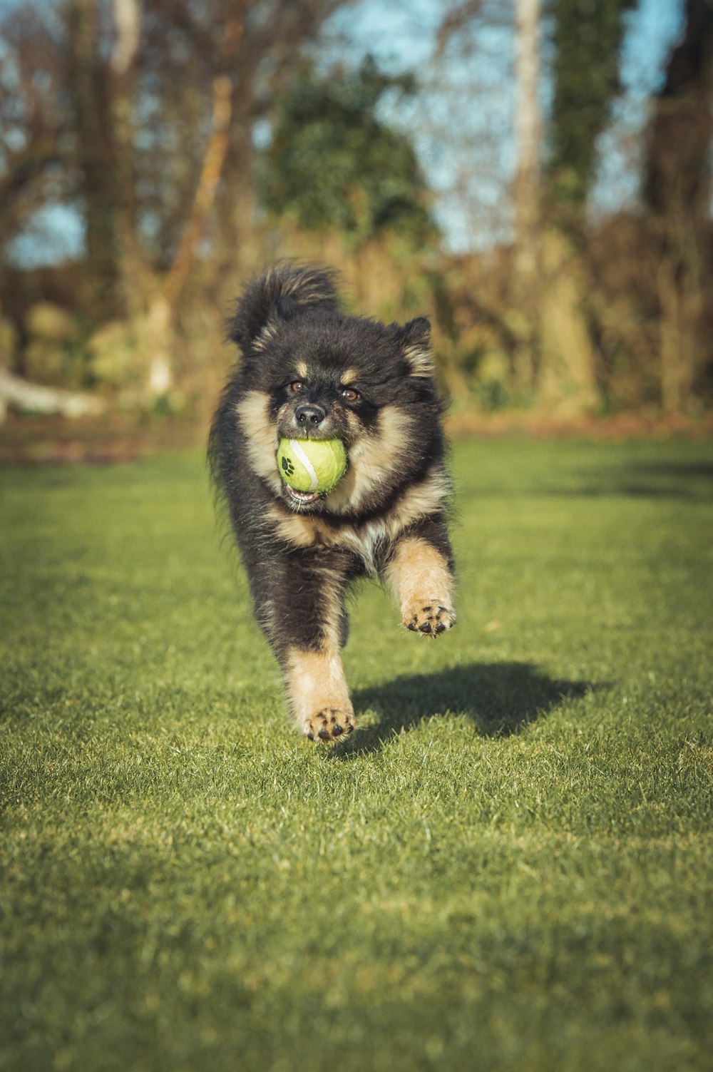 a dog running with a tennis ball in its mouth