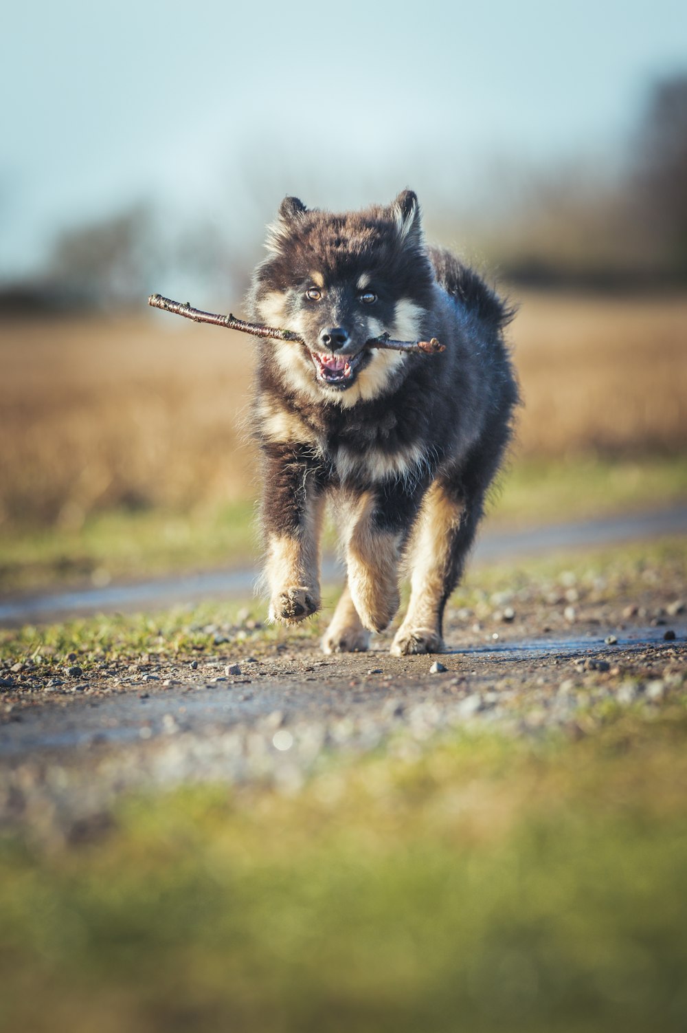 a dog running with a stick in its mouth