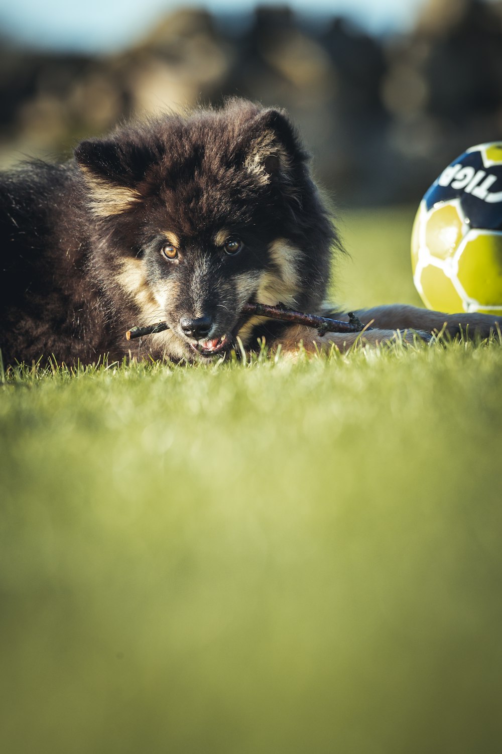 a dog laying in the grass next to a ball