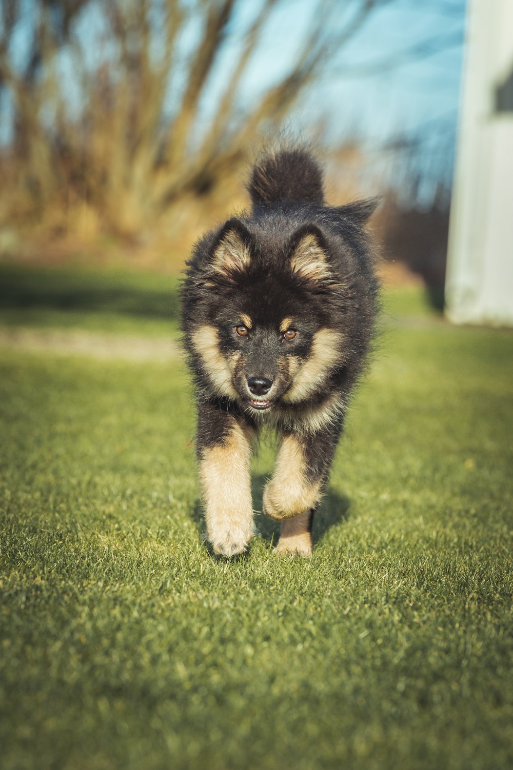 a black and brown dog walking across a lush green field