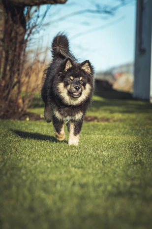 A joyful dog wagging its tail in a sunny backyard, newly adopted and happy.
