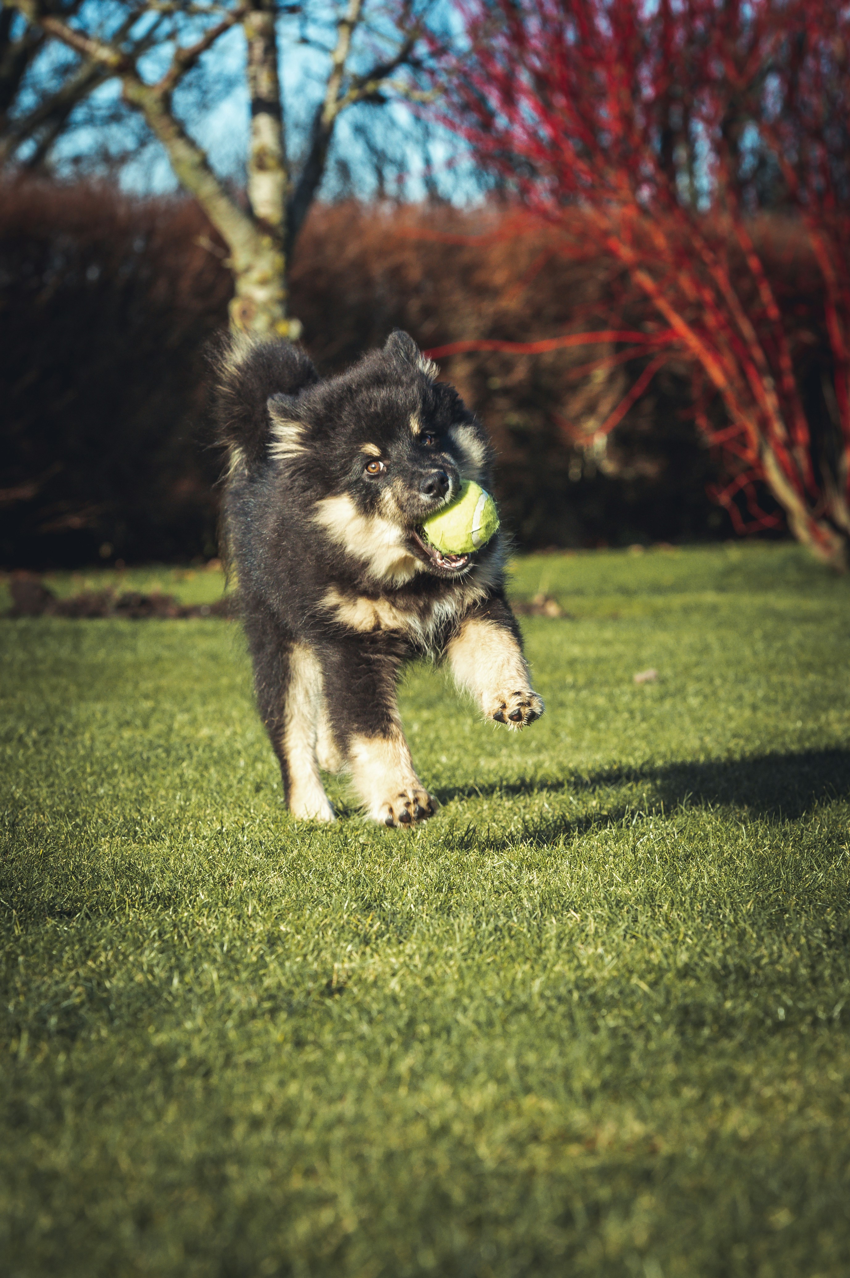 a dog running with a tennis ball in its mouth