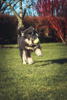 Little Bear, the fluffy maltese-pomeranian mix, playfully chasing a ball in the garden.