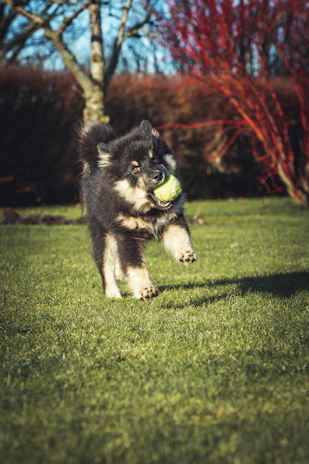 A playful standard poodle puppy chasing a ball across a grassy yard.