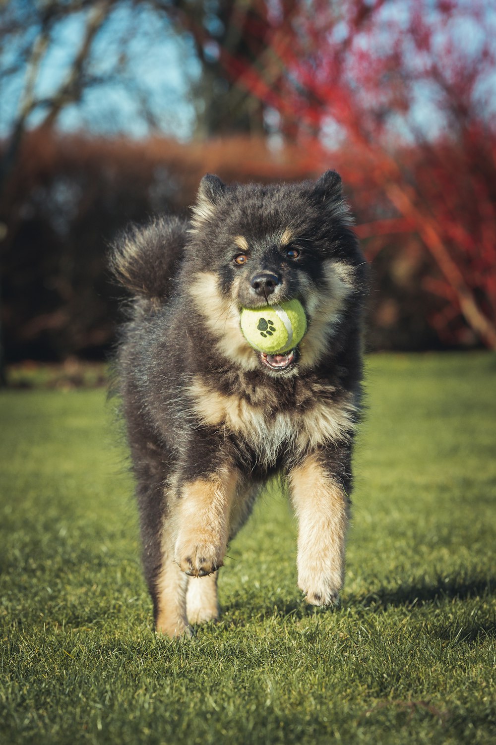 a dog with a tennis ball in its mouth