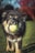 A fluffy dog with a thick dark coat excitedly holds a green tennis ball in its mouth, standing on a grassy field with blurred colorful trees in the background.