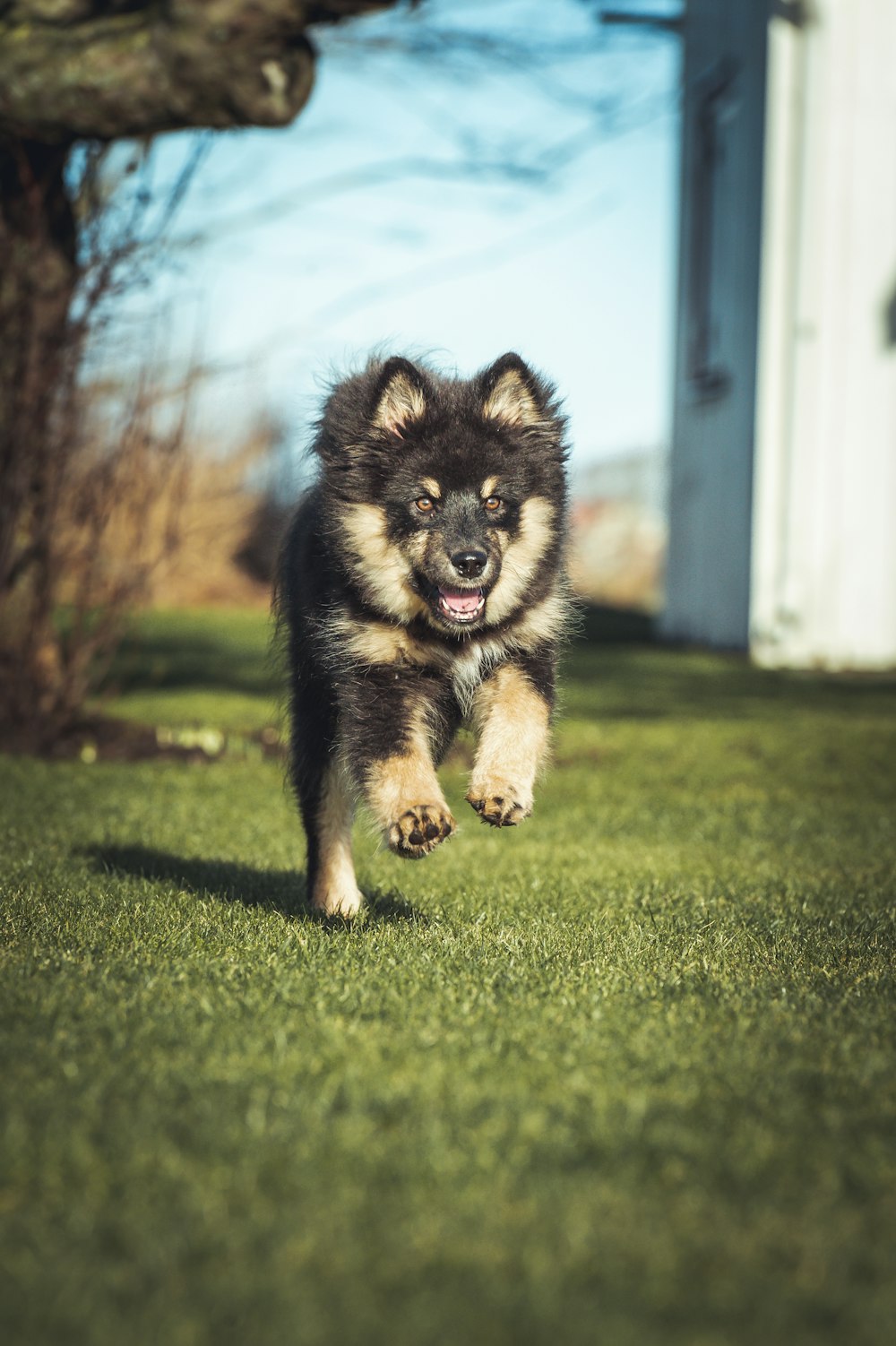 a small dog running across a lush green field