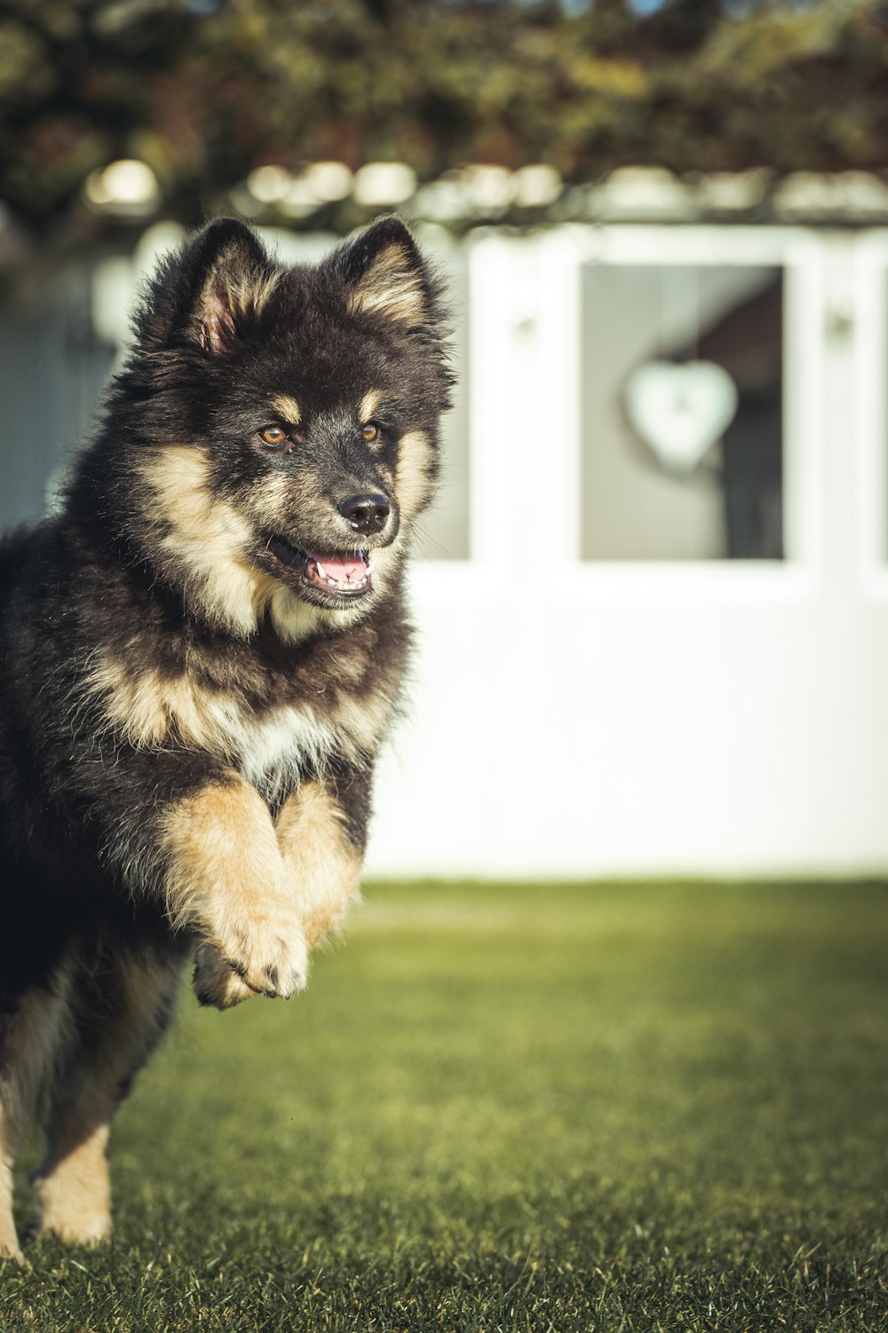 a black and brown dog jumping in the air