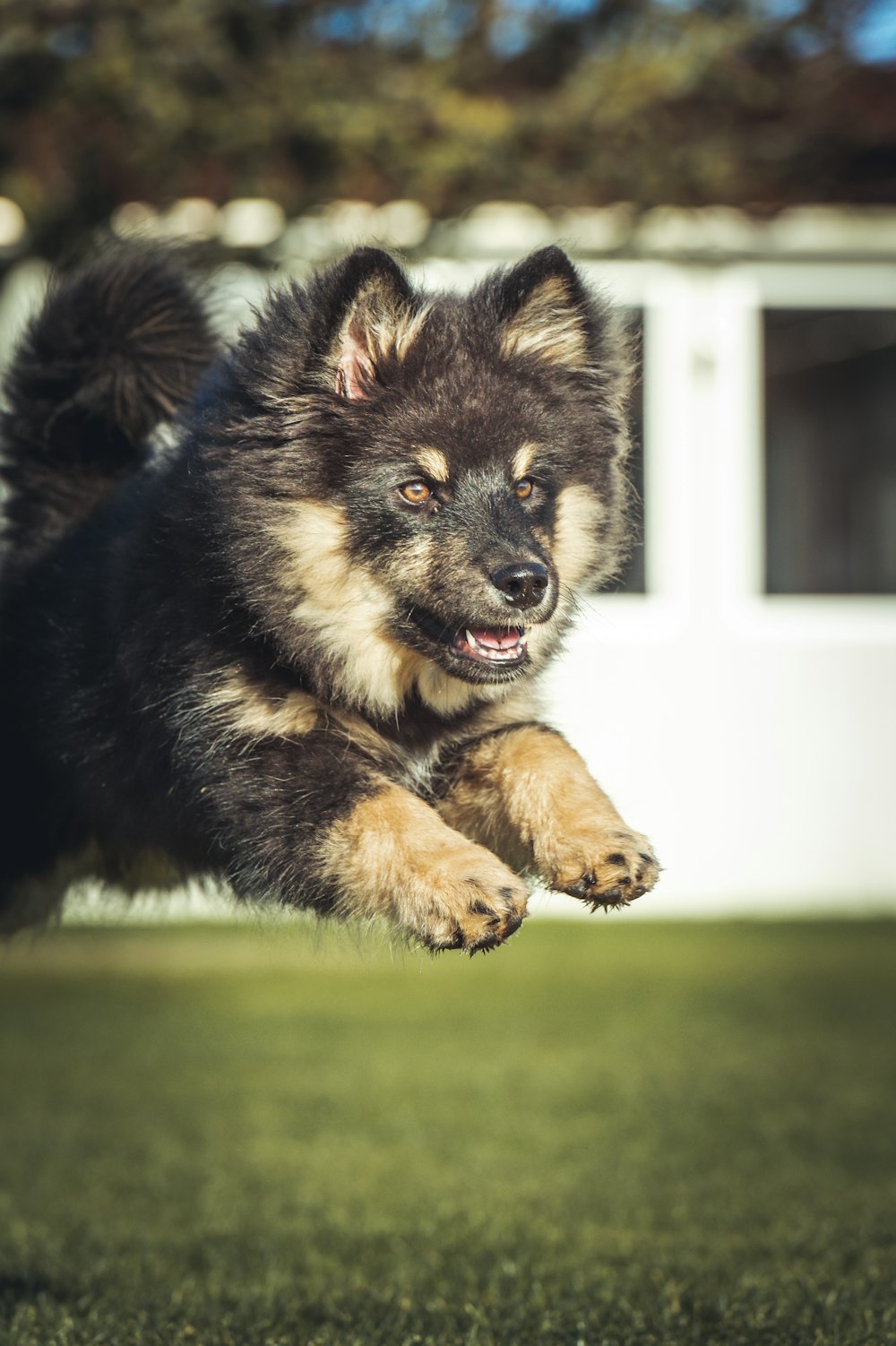 a dog jumping in the air with its mouth open