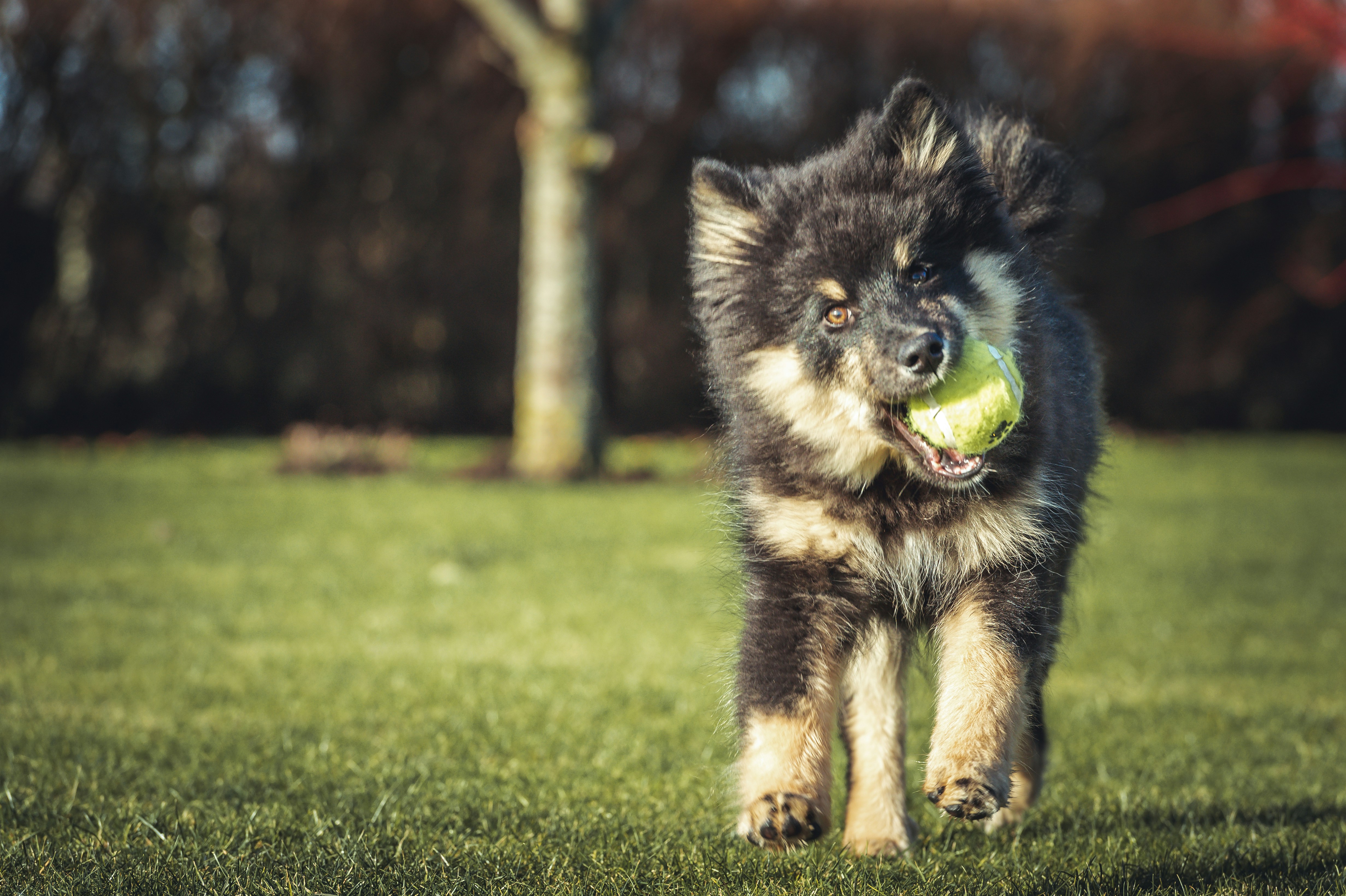 a dog running with a tennis ball in its mouth