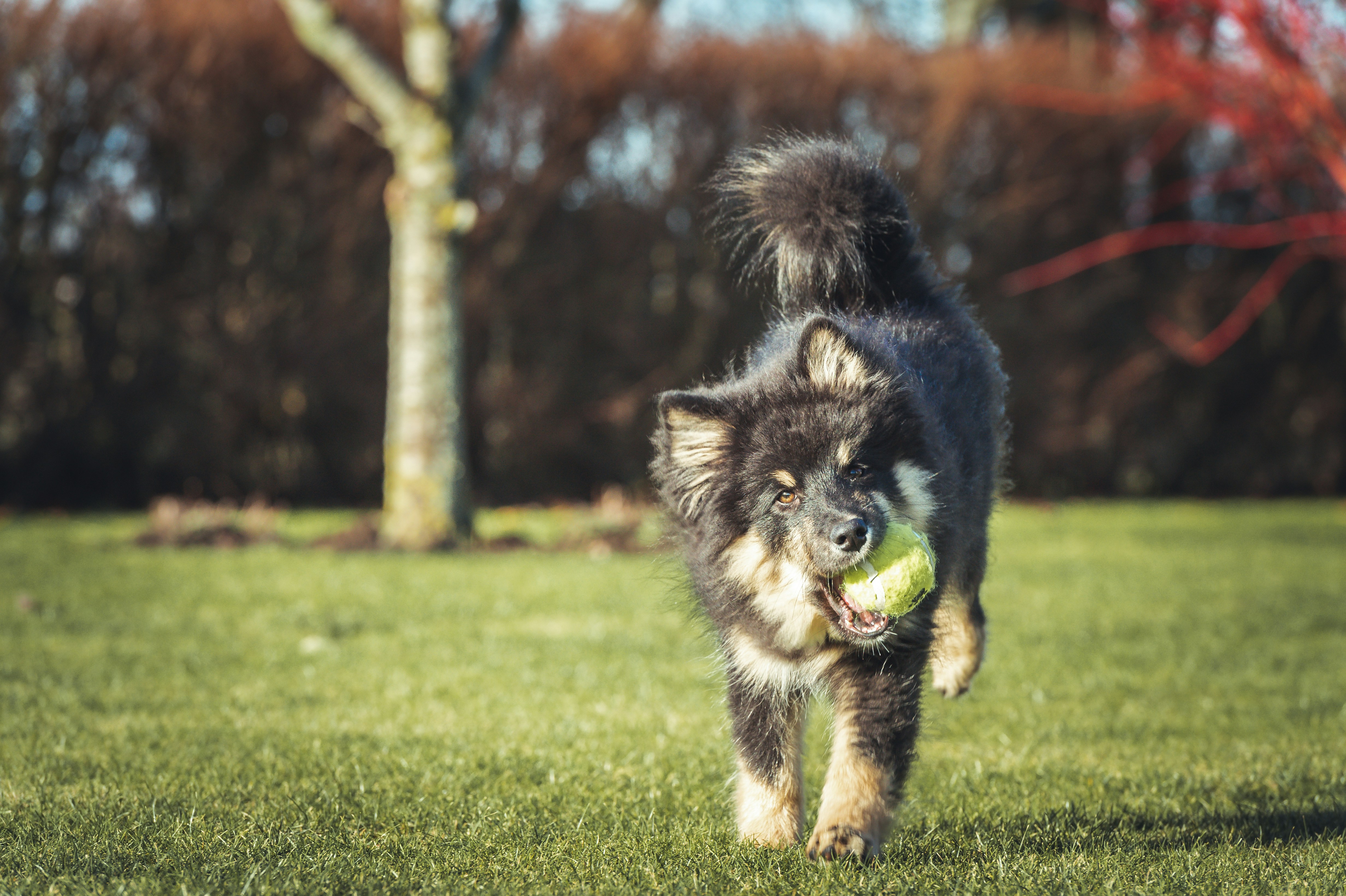 a dog running with a tennis ball in its mouth