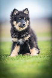 A fluffy, young Finnish Lapphund puppy sits on a grassy field, looking alert and attentive. The puppy's fur is mostly black with tan and white markings, giving it a striking appearance. The background is blurred, highlighting the puppy as the focal point of the image.