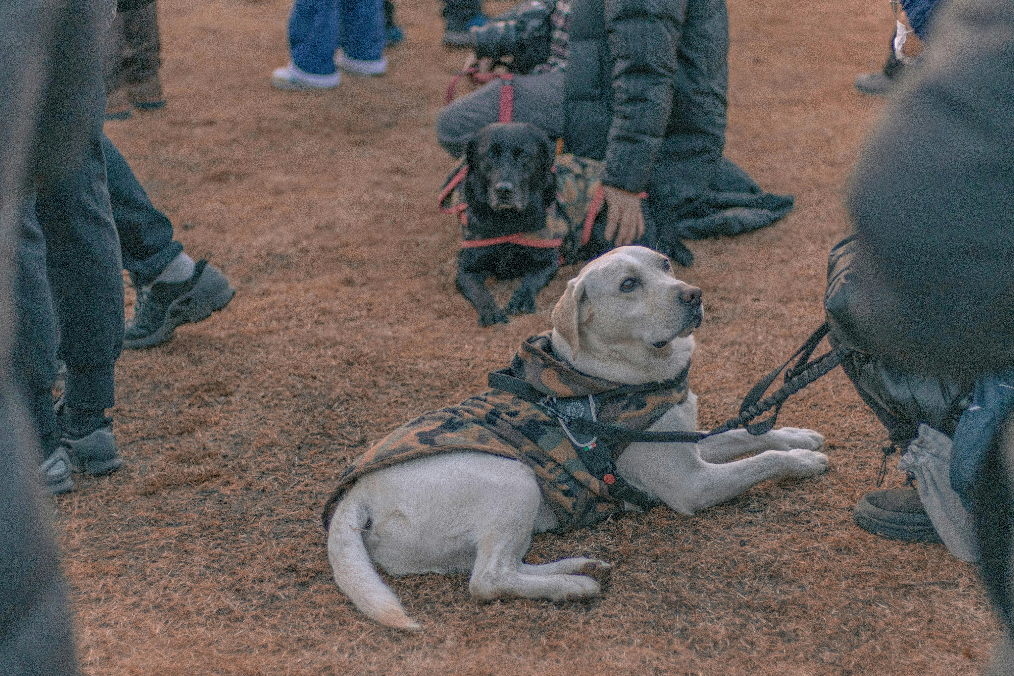 a group of people standing around a dog on a leash