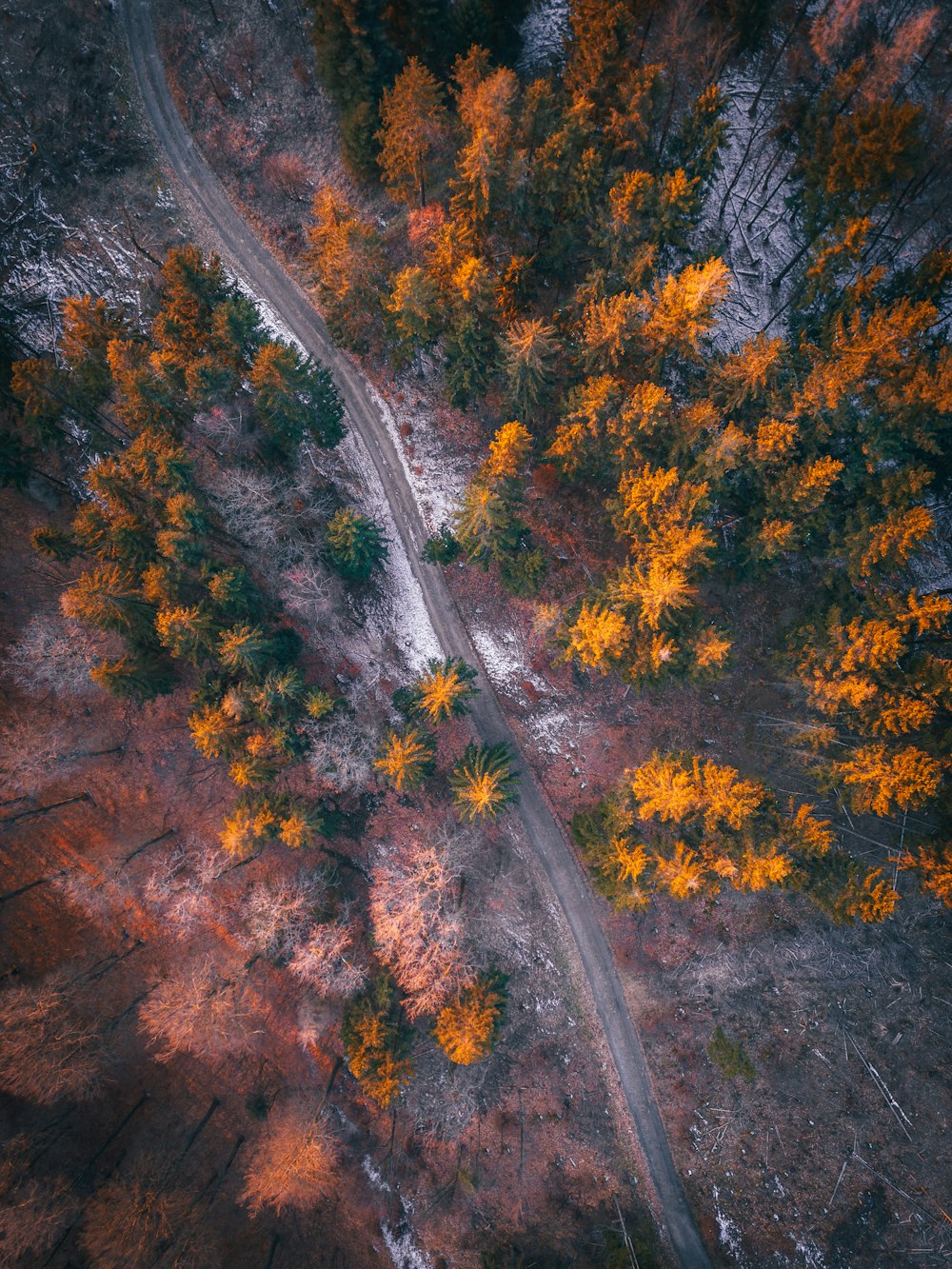 une vue aérienne d’un chemin de terre entouré d’arbres