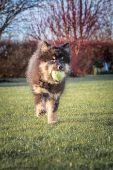 a dog running with a tennis ball in its mouth