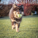 a dog running with a tennis ball in its mouth