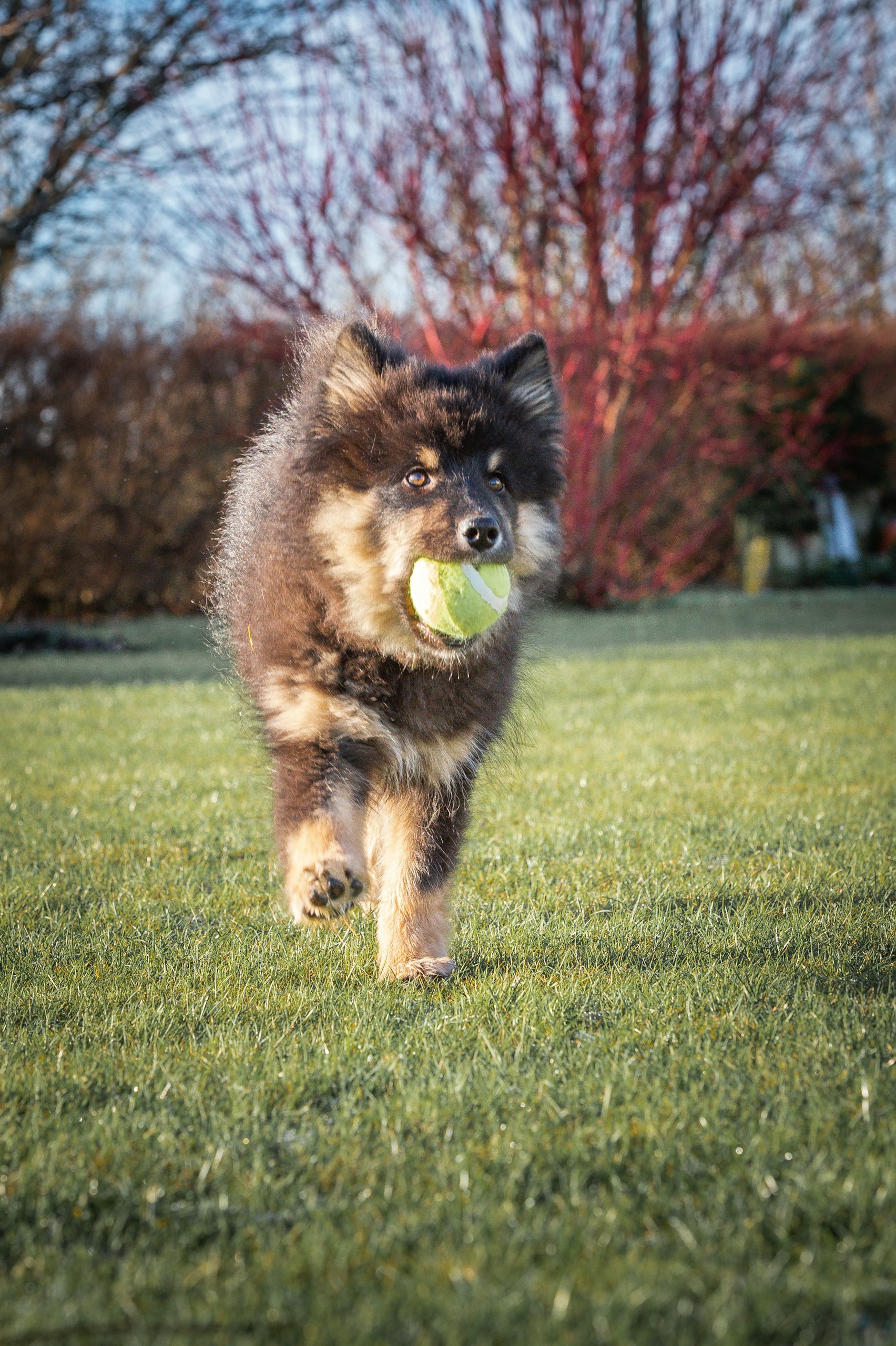 a dog running with a tennis ball in its mouth