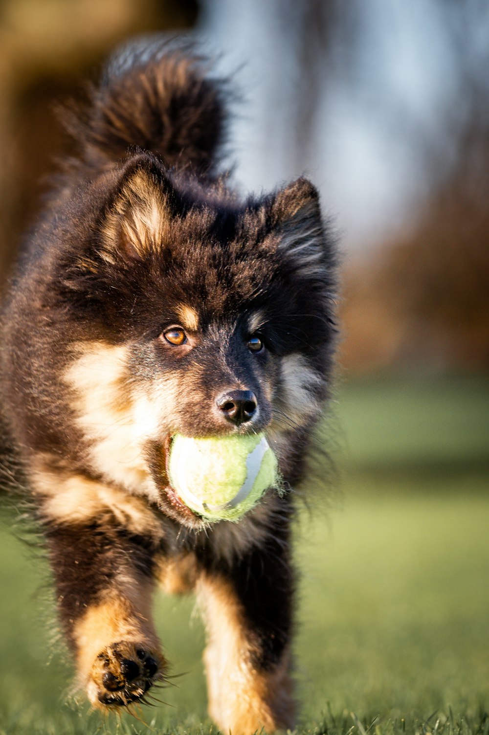 a dog running with a tennis ball in its mouth