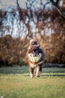 A playful puppy chasing a ball in a grassy field.