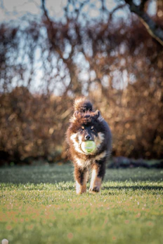 Playful fluffy blue French Bulldog puppy chasing a ball in a sunny Texas backyard.