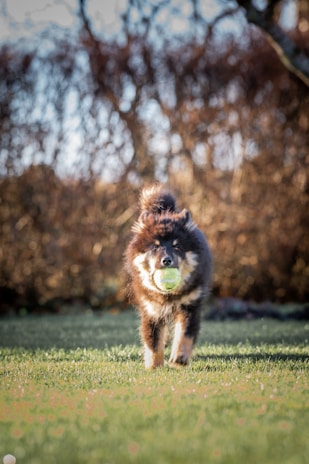 A playful puppy running through a field with a frisbee in its mouth under a clear blue sky.