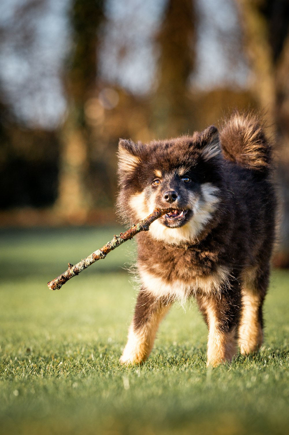 a small dog carrying a stick in its mouth