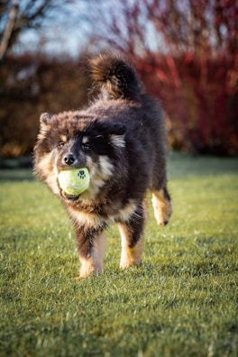 A joyful dog playing outdoors with a Pippa’s Treasures treat bag in the background.