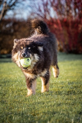 A joyful dog playing with a colorful ball in a sunny park.