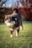 A cheerful dog playing in a park, enjoying a sunny day with a ball.
