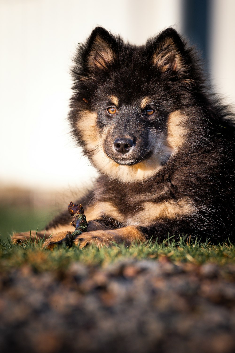 a dog laying in the grass looking at the camera