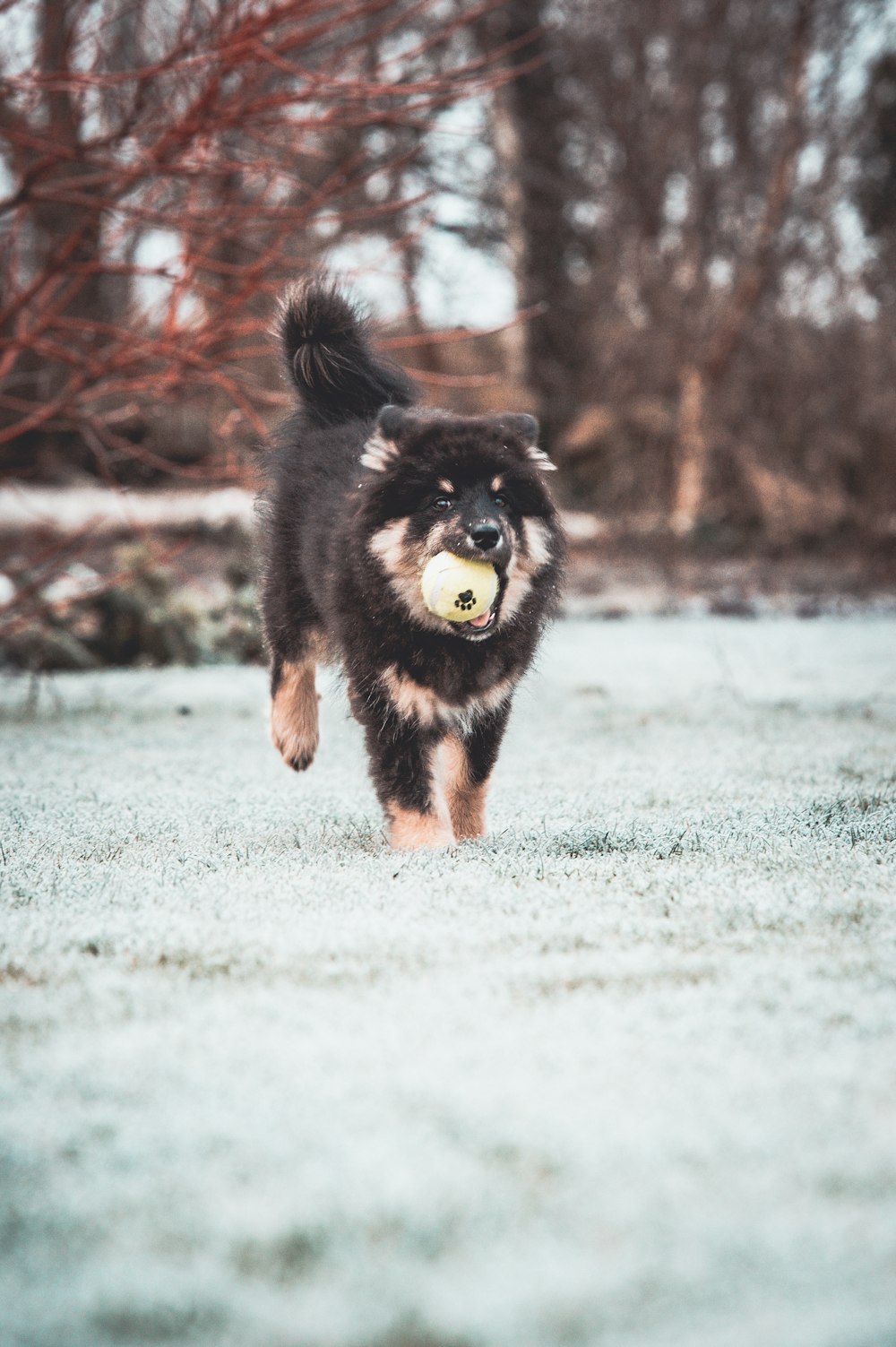 a dog running with a ball in its mouth