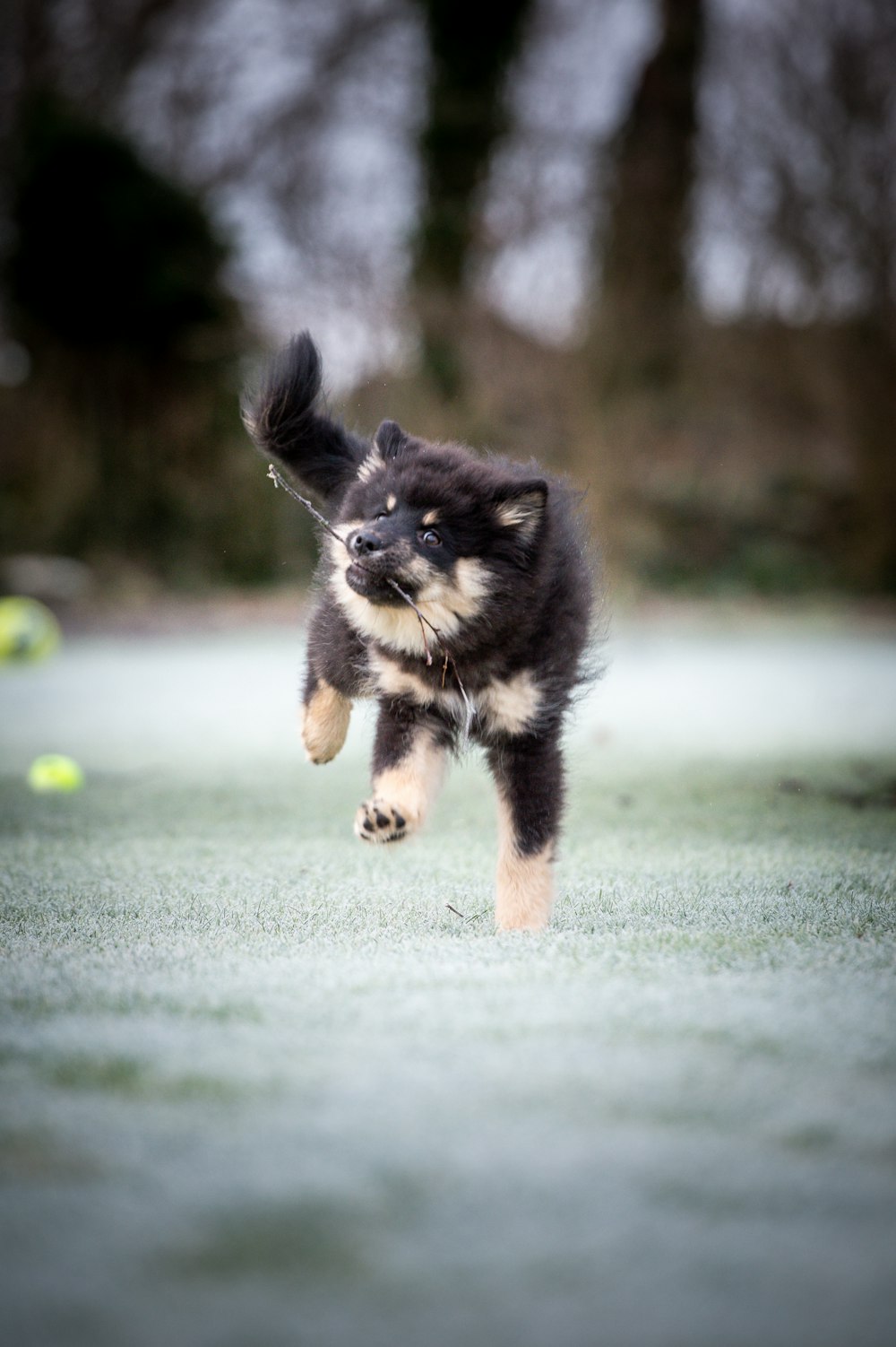 a dog running with a tennis ball in its mouth