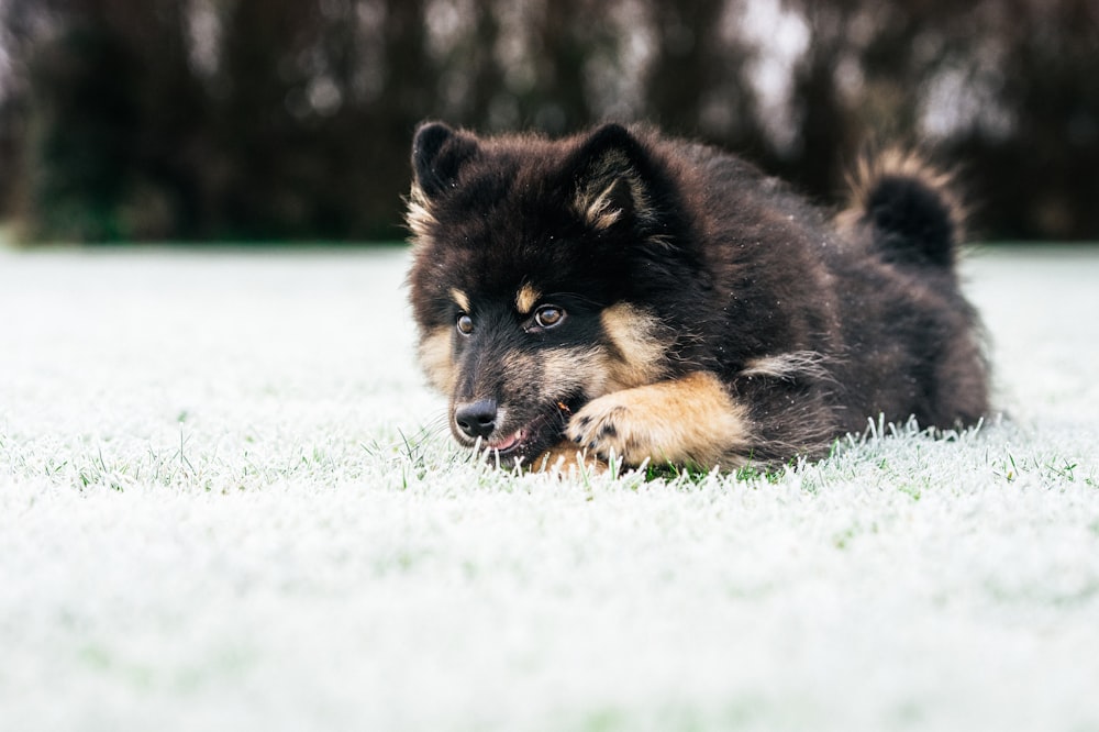 a black and brown dog laying on top of a grass covered field