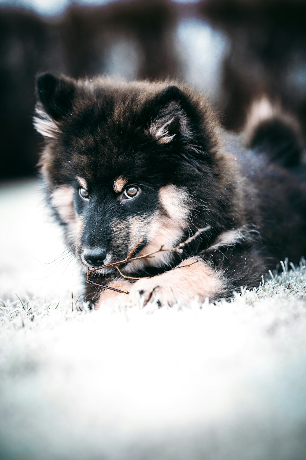 un chien noir et brun allongé sur un sol enneigé
